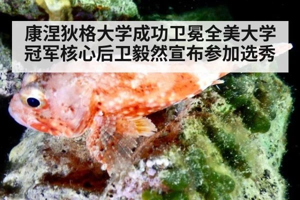 康涅狄格大学成功卫冕全美大学冠军核心后卫毅然宣布参加选秀